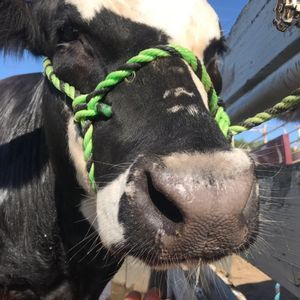 Meet your Posher, Jadyn